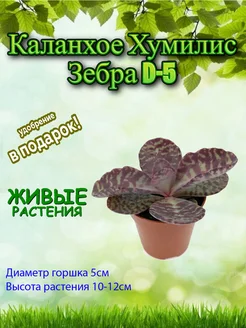 Каланхое Хумилис Зебра D-5 Это наш сад 305736899 купить за 844 ₽ в интернет‑магазине Wildberries
