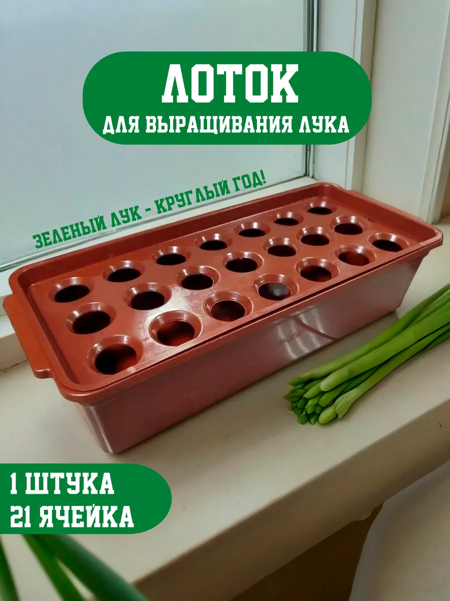 Лоток для выращивания лука на подоконнике