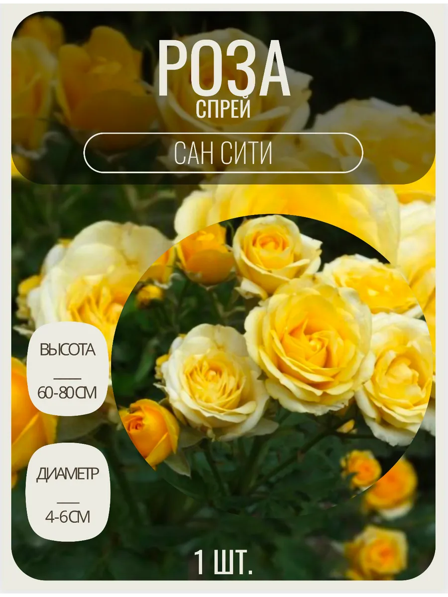 Роза спрей саженцы многолетние