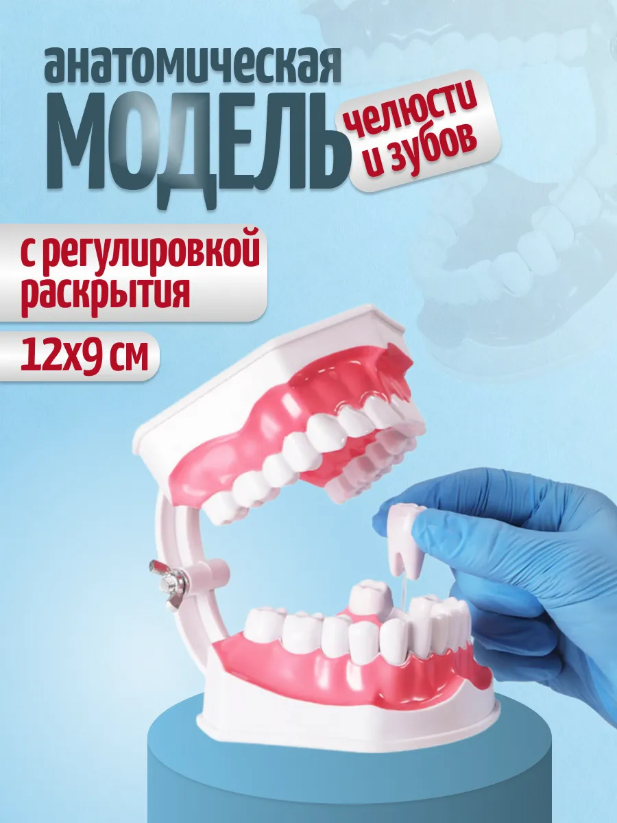 Анатомическая модель зубов стоматологическая