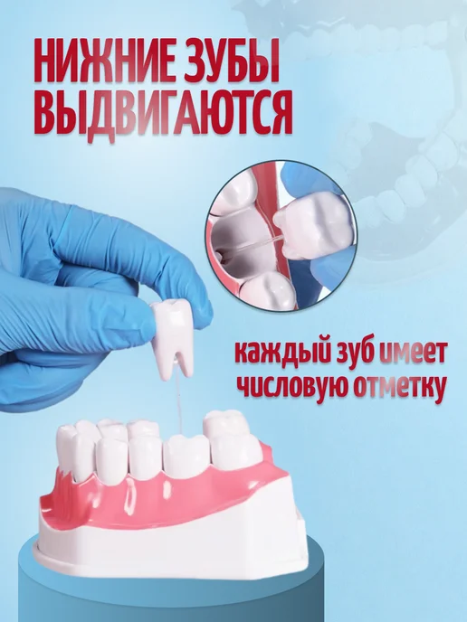 Retorsa Анатомическая модель зубов стоматологическая, вариант, фото 2