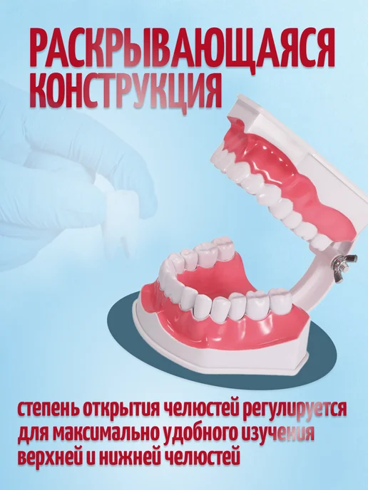 Retorsa Анатомическая модель зубов стоматологическая, вариант, фото 3