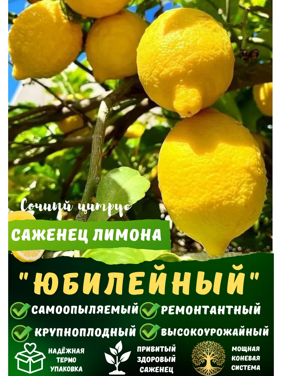 Купить Саженцы Лимона