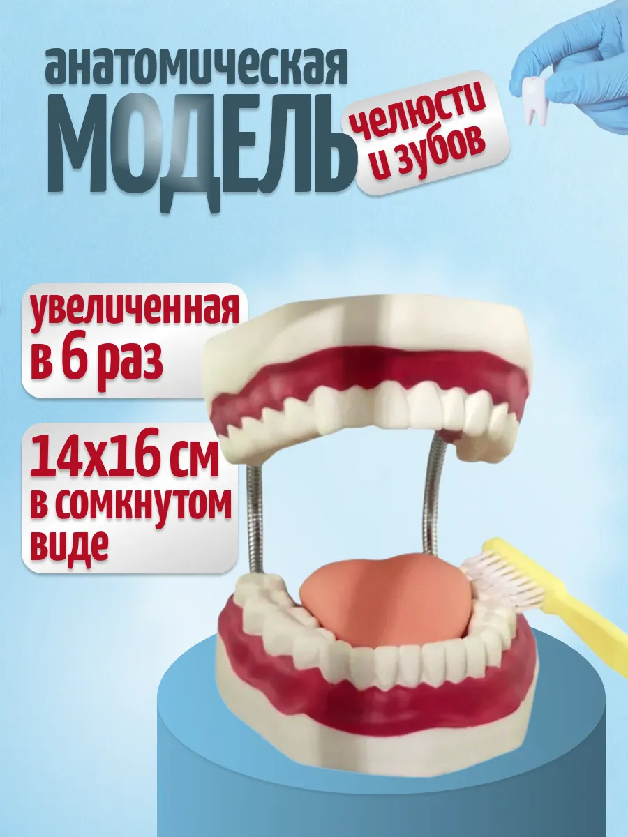 Анатомический макет челюсти человека