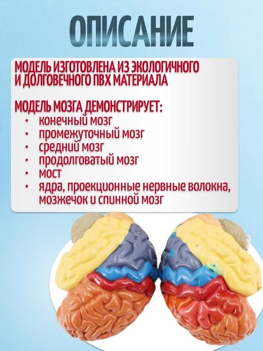 Retorsa Анатомическая модель мозга человека, вариант, фото 2