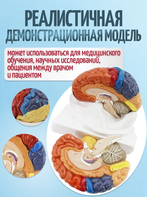 Retorsa Анатомическая модель мозга человека, вариант, фото 4