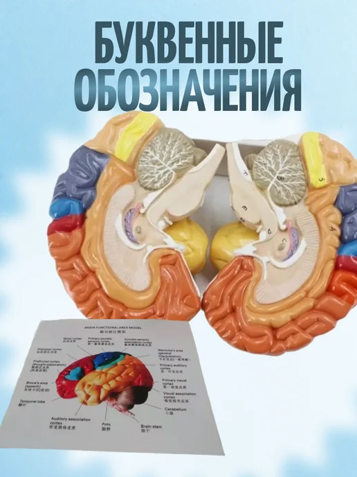 Retorsa Анатомическая модель мозга человека, вариант, фото 5