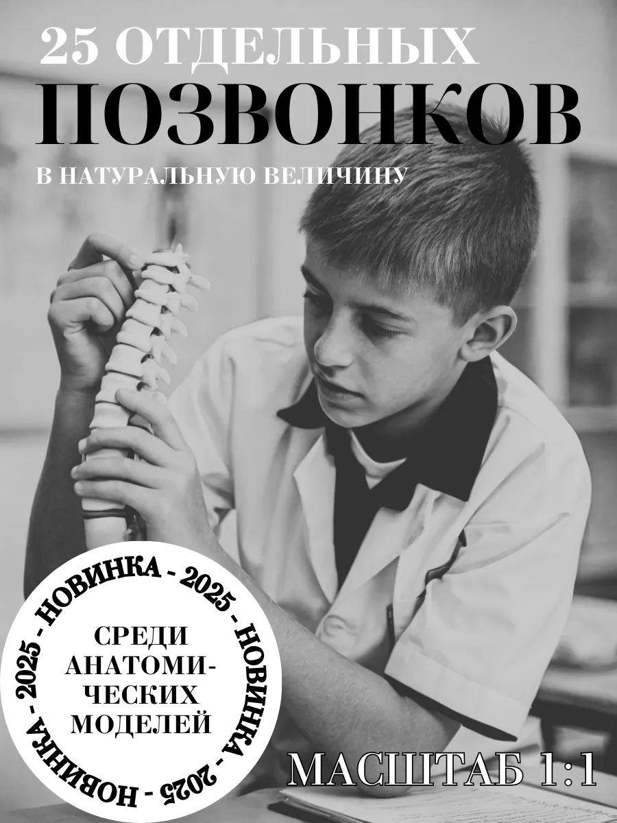 Анатомическая модель позвонков человека