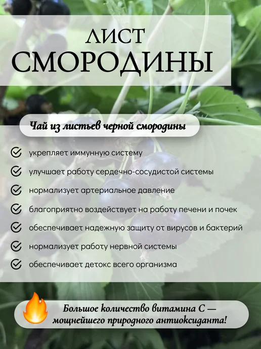 алтайрост Лист черной смородины 150 г, 150 г, фото 2