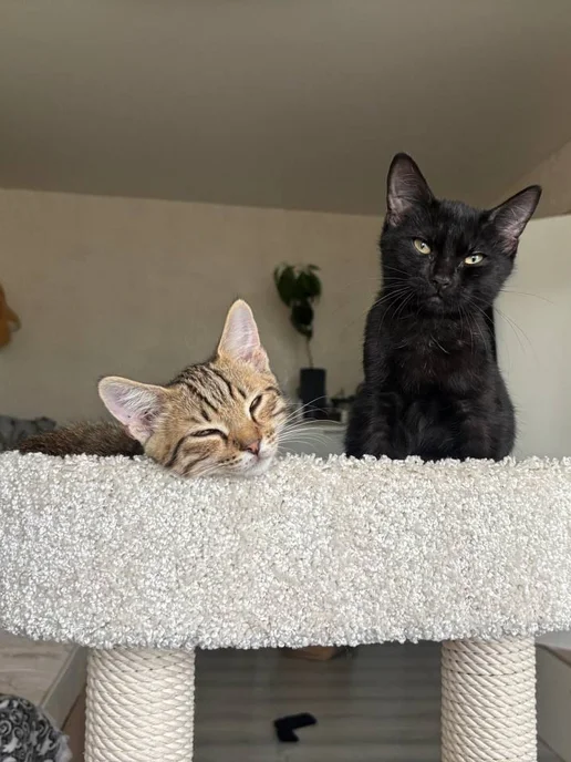 Моя Котя Когтеточка для кошки, белый, фото 6