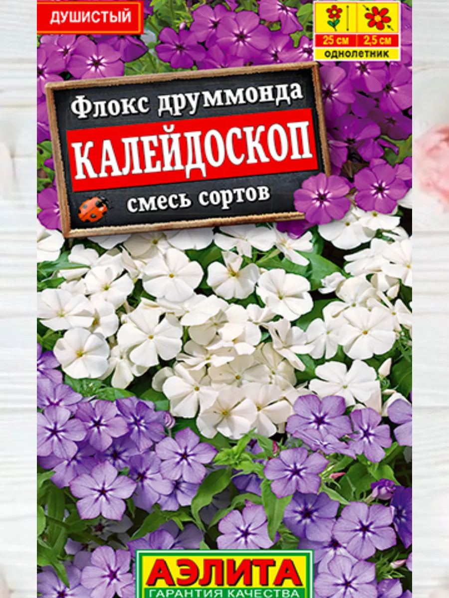 Флоксы Однолетние Купить Семена