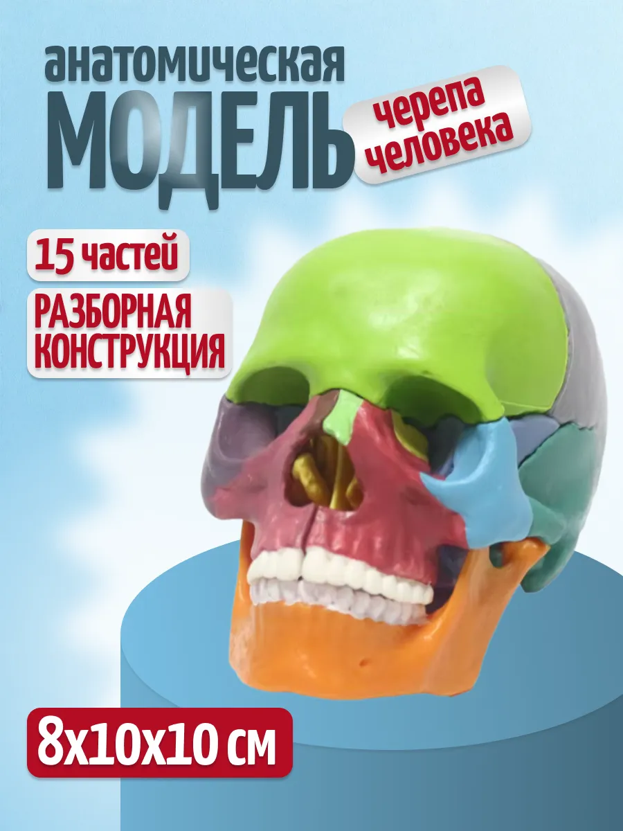 Анатомическая модель черепа человека