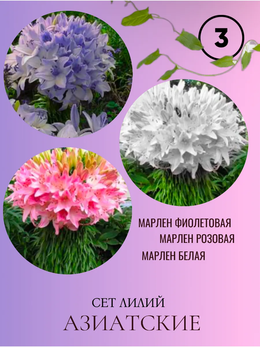 Сет лилий луковицы многолетние цветы