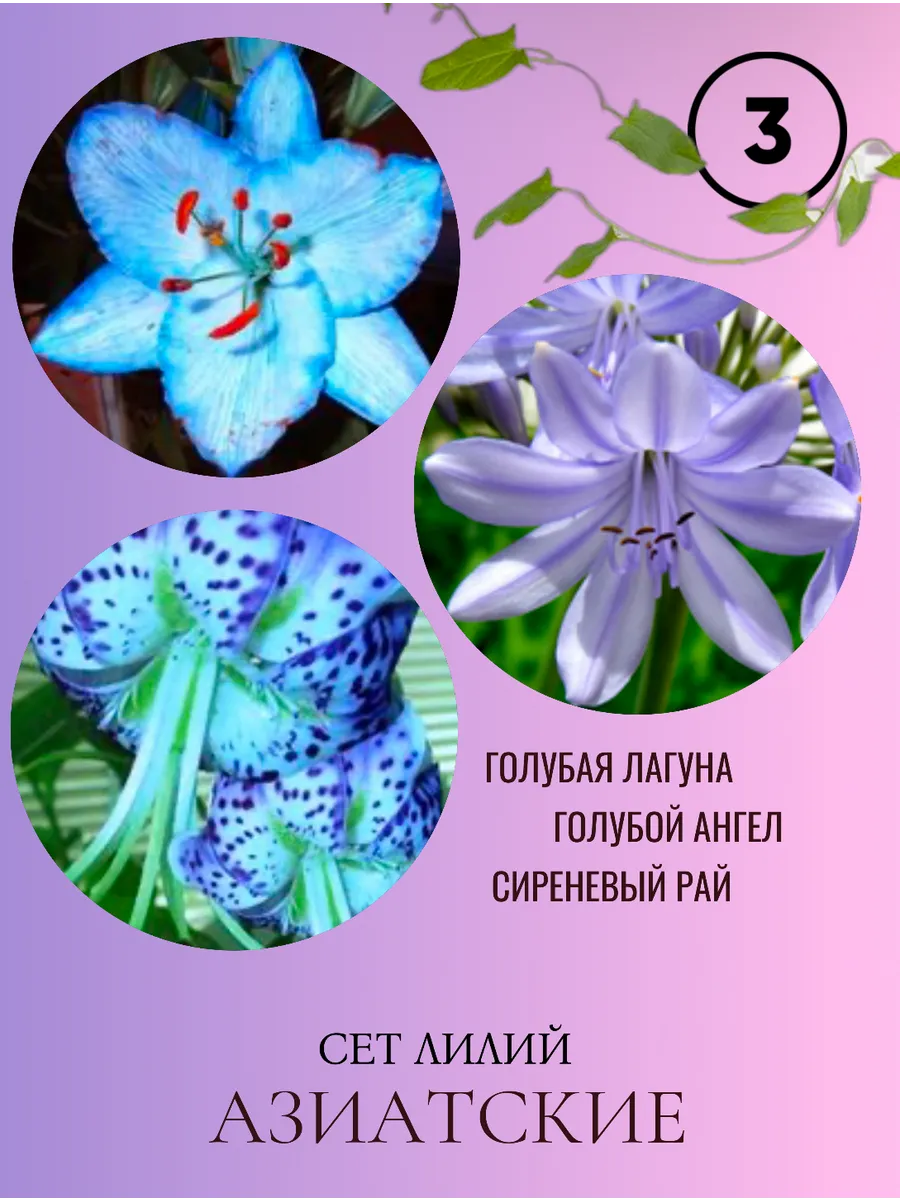 Сет лилий луковицы многолетние цветы