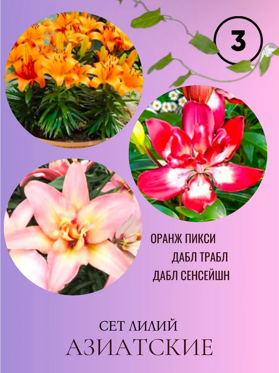 Сет лилий луковицы многолетние цветы