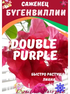 Бугенвиллия 309154713 купить за 1 176 ₽ в интернет-магазине Wildberries