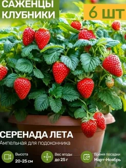 Саженцы Клубники Рассада Посадика 309443553 купить за 480 ₽ в интернет-магазине Wildberries