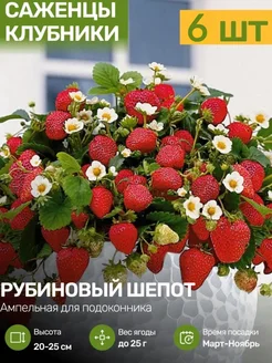 Саженцы Клубники Рассада Посадика 309443555 купить за 472 ₽ в интернет-магазине Wildberries
