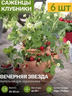 Саженцы Клубники Рассада Посадика 309443557 купить за 475 ₽ в интернет-магазине Wildberries