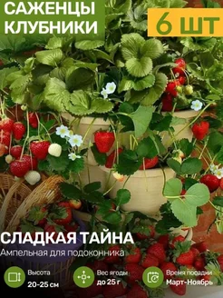 Саженцы Клубники Рассада Посадика 309443558 купить за 481 ₽ в интернет-магазине Wildberries