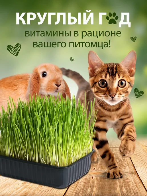 Здесь про заботу Трава для кошек. Набор для выращивания, вариант, фото 4