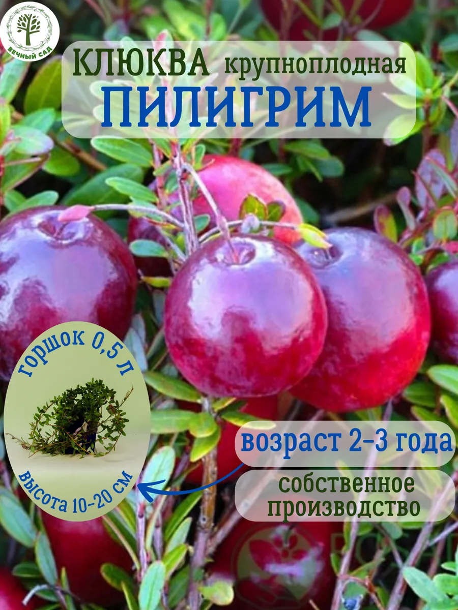 Клюква крупноплодная Пилигрим