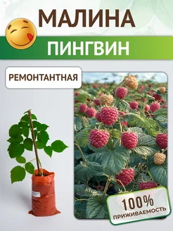 Ремонтантная малина саженцы Пингвин Питомник растений Русь 310200044 купить за 516 ₽ в интернет-магазине Wildberries