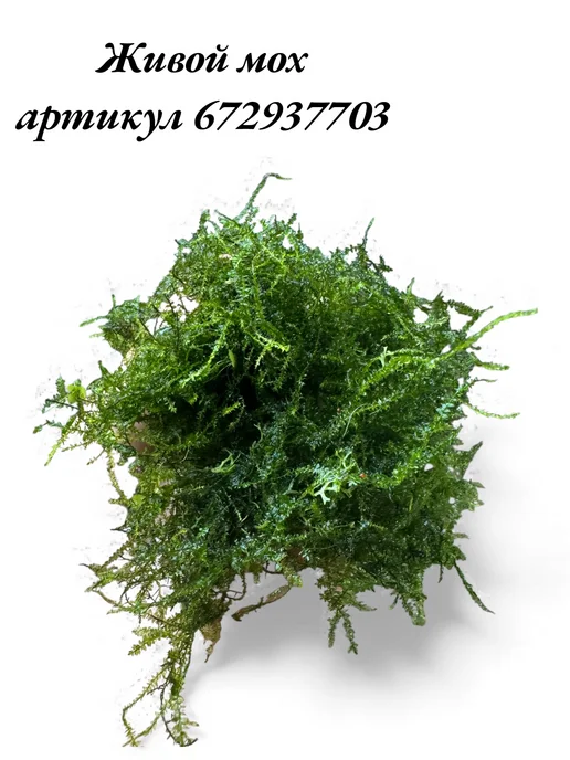 Рыбка Ми Клей аквариумный и террариумный для растений и декораций, белый, фото 5