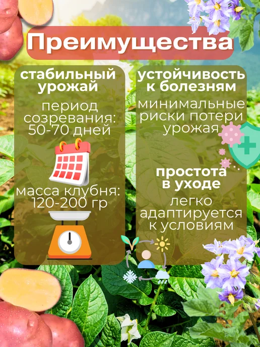 Картофель семенной Беллароза 5 кг, 5 кг, фото 2