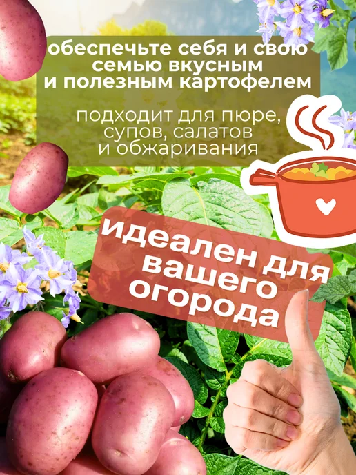 Картофель семенной Беллароза 5 кг, 5 кг, фото 3