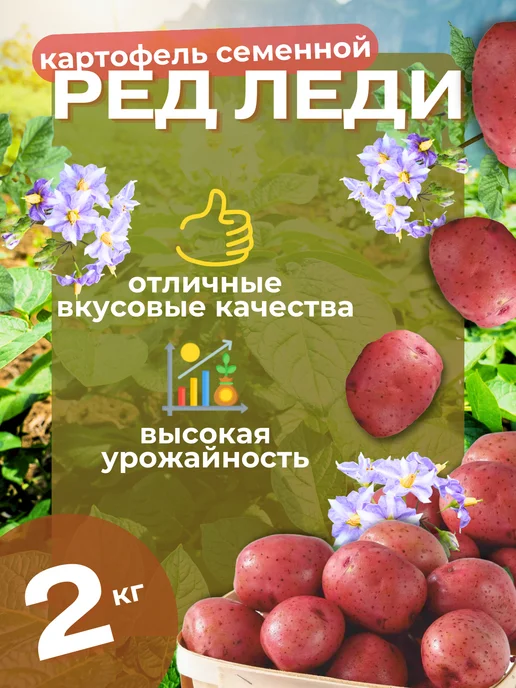 Семенной Картофель Ред Леди 5 кг, 2 кг