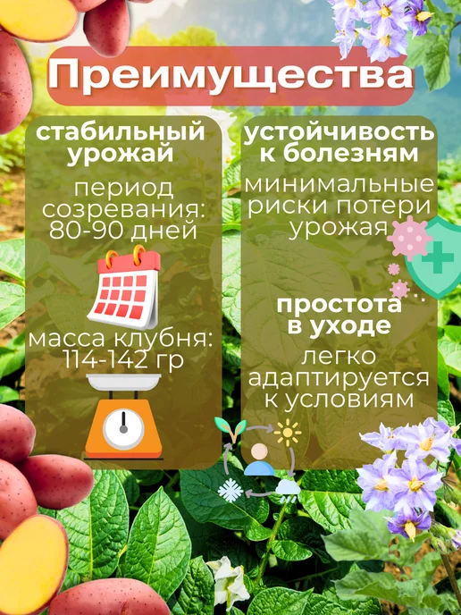 Семенной Картофель Ред Леди 5 кг, 2 кг, фото 2