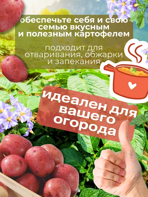 Семенной Картофель Ред Леди 5 кг, 2 кг, фото 3