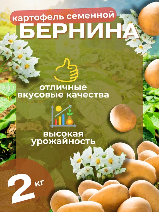 Картофель семенной Беллароза 5 кг, 2 кг