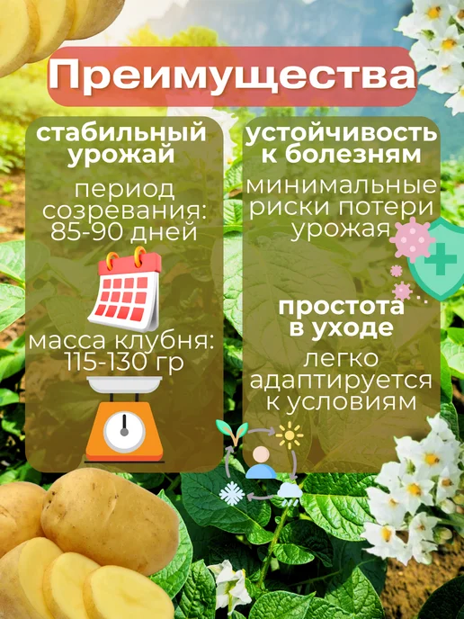 Картофель семенной Беллароза 5 кг, 2 кг, фото 2