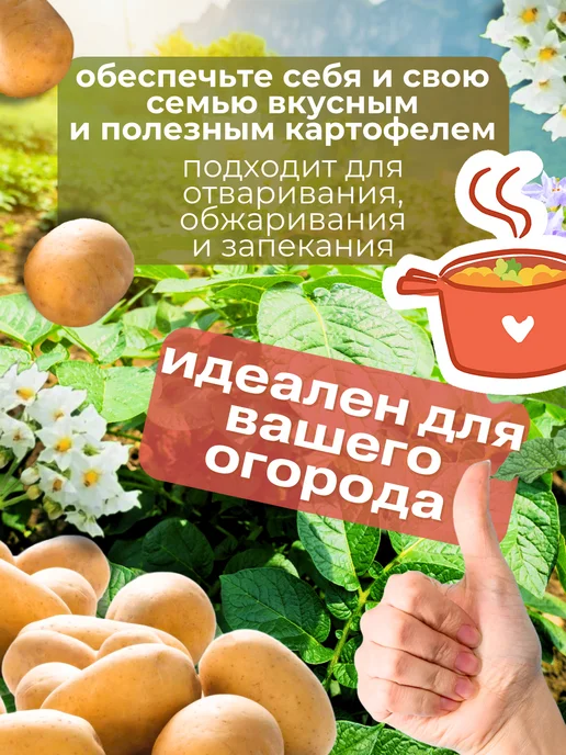 Картофель семенной Беллароза 5 кг, 2 кг, фото 3