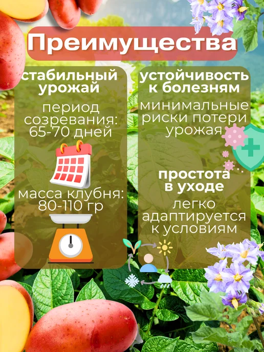 Семенной картофель Розара 2 кг, 5 кг, фото 2