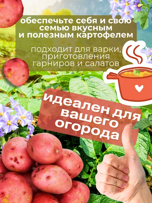 Семенной картофель Розара 2 кг, 5 кг, фото 3