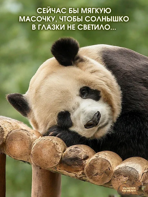 Ушастая Капибара Панда Маска для Сна с Гелевым вкладышем и Регулировкой, черный, фото 5