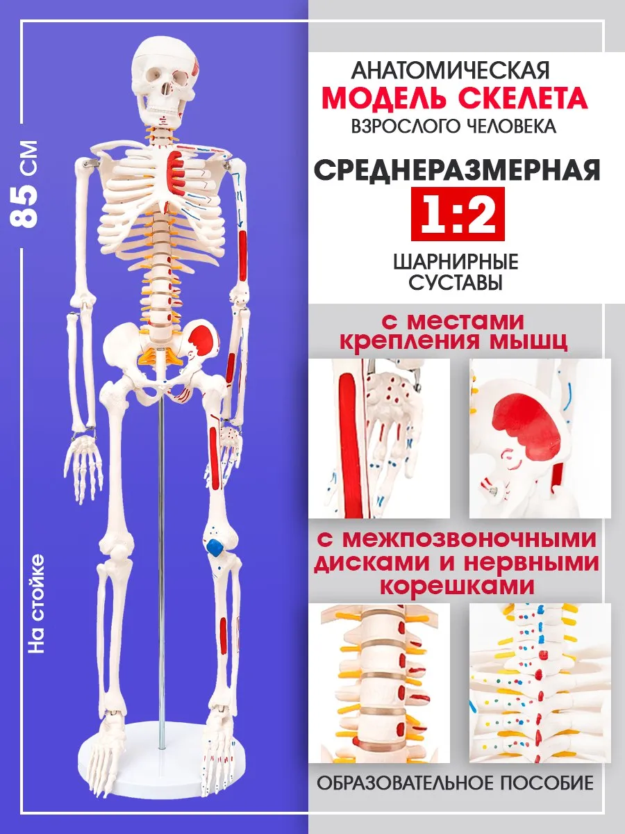 Скелет человека с мышцами учебный, 85 см