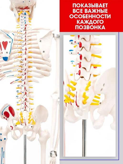 БИОКЛАСС Скелет человека с мышцами учебный, 85 см, вариант, фото 2