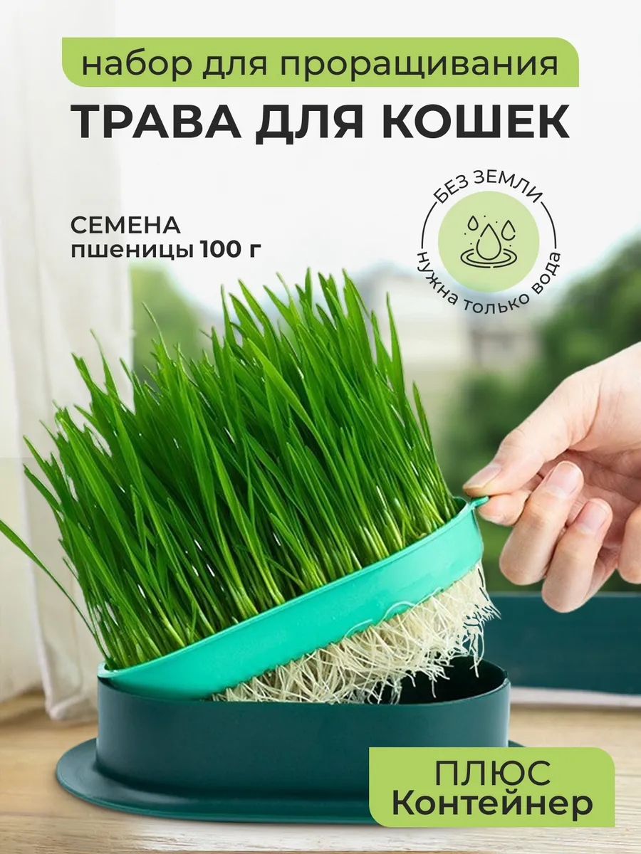 Трава для кошек проращиватель миска