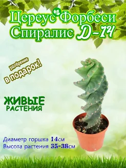 Цереус Форбеси Спиралис D-14 Это наш сад 311203091 купить за 4 171 ₽ в интернет‑магазине Wildberries