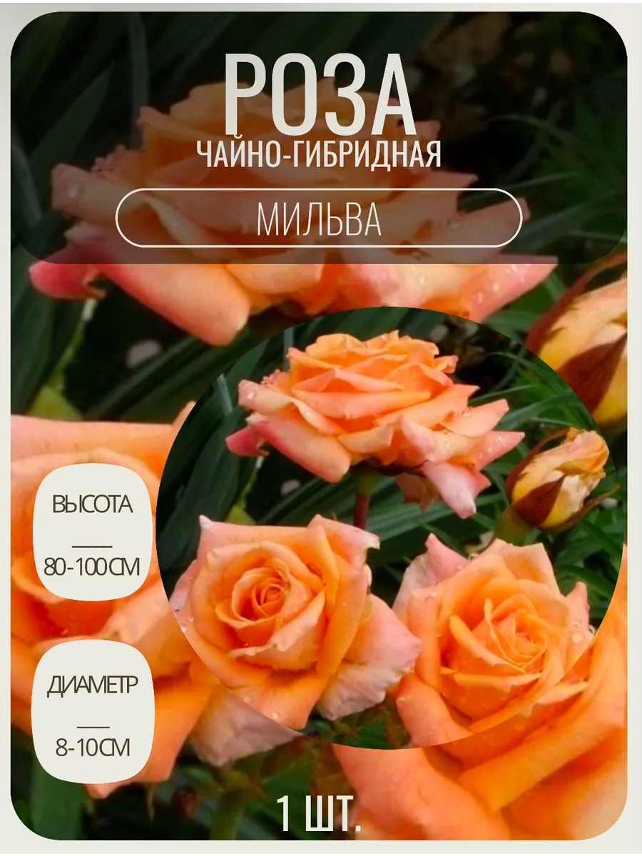 Роза чайно-гибридная саженцы цветов
