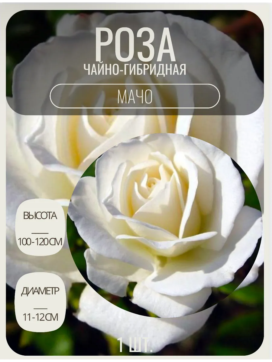 Роза чайно-гибридная саженцы цветов