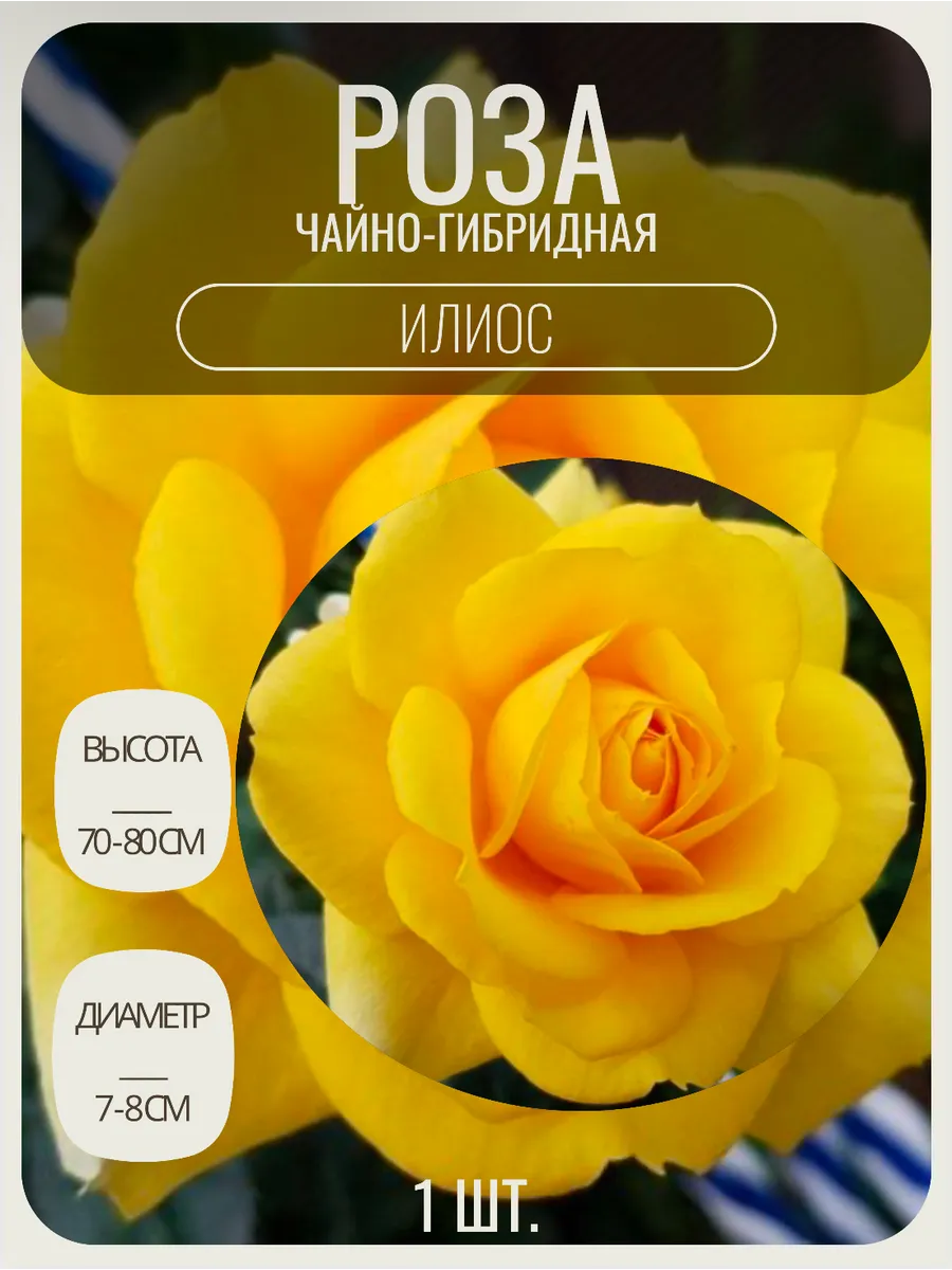 Роза чайно-гибридная саженцы цветов