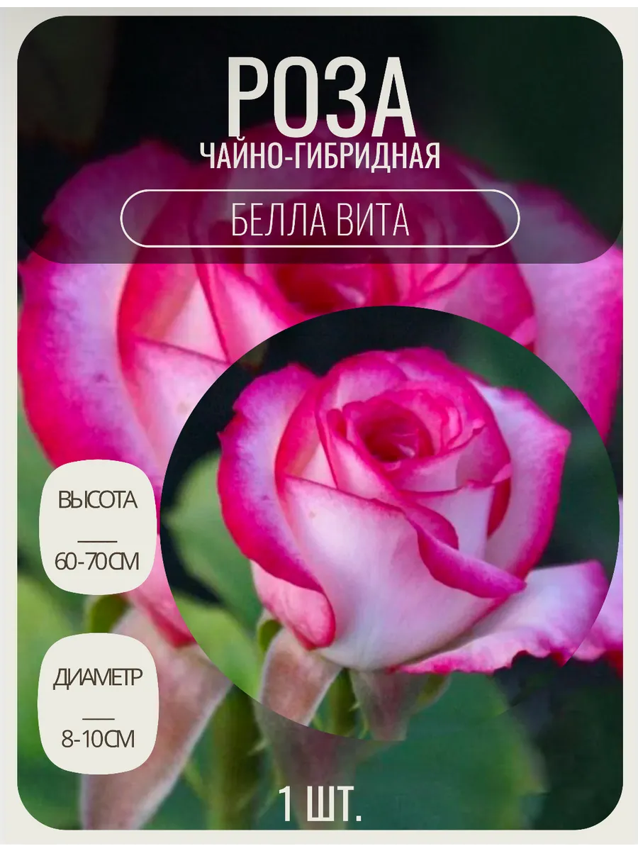 Роза чайно-гибридная саженцы цветов