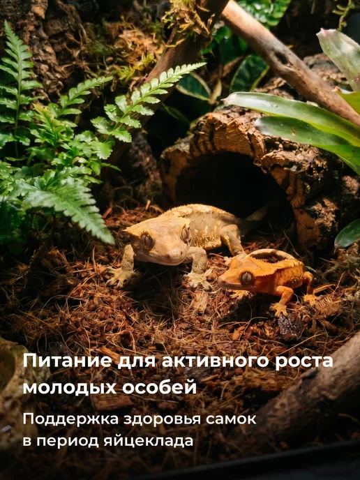 Lifinity Полнорационный корм для гекконов, вариант, фото 2