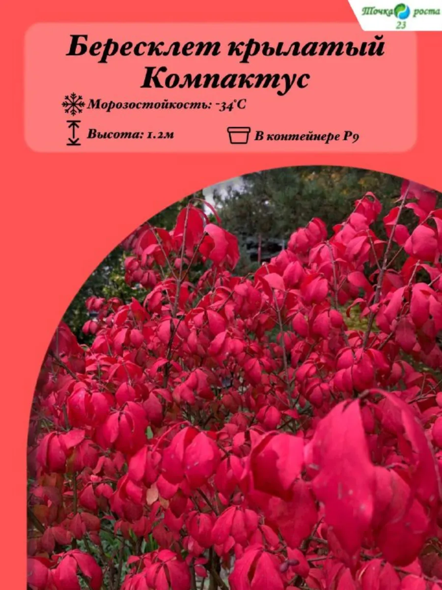 Бересклет крылатый Компактус