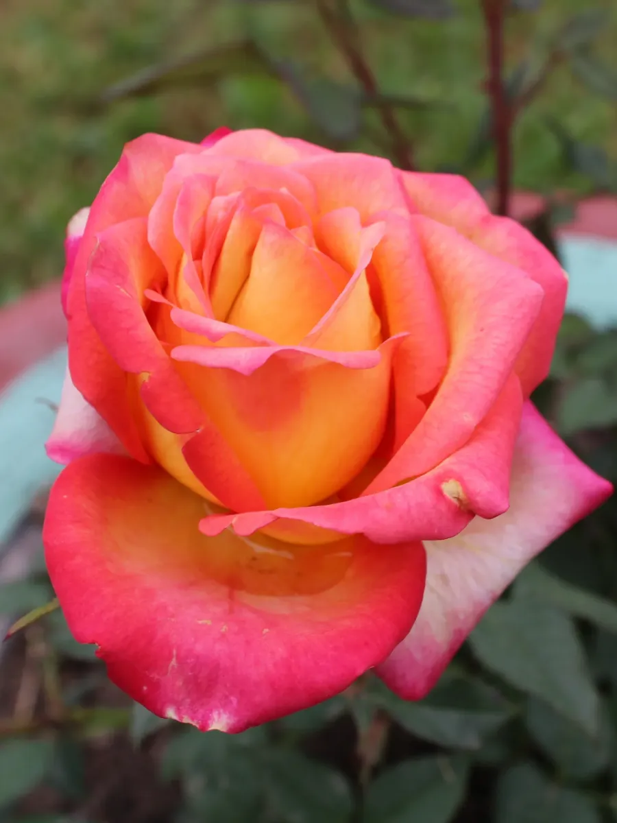 ...80-90 см. Ширина куста достигает 0,5-0,6 м. Листья на побегах темно-зеле...